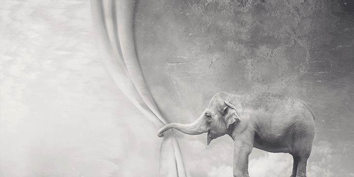 Indian elephant pulling aside a grey curtain