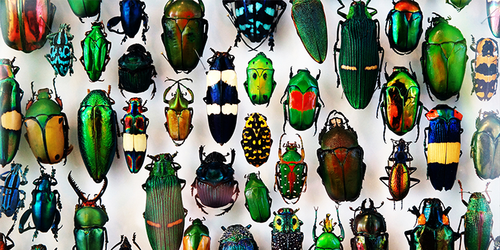 Differently sized, shped and coloured beetles