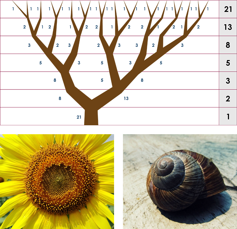 short essay about fibonacci sequence in nature