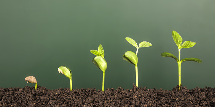 a line of beansprouts in different stages of growth