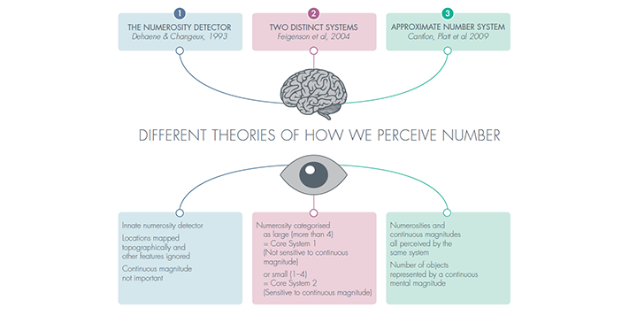 Infographic displaying different theories of how we perceive number