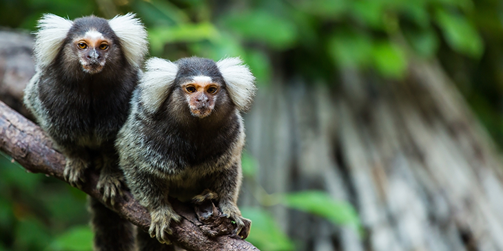 A pair of marmosets on a branch