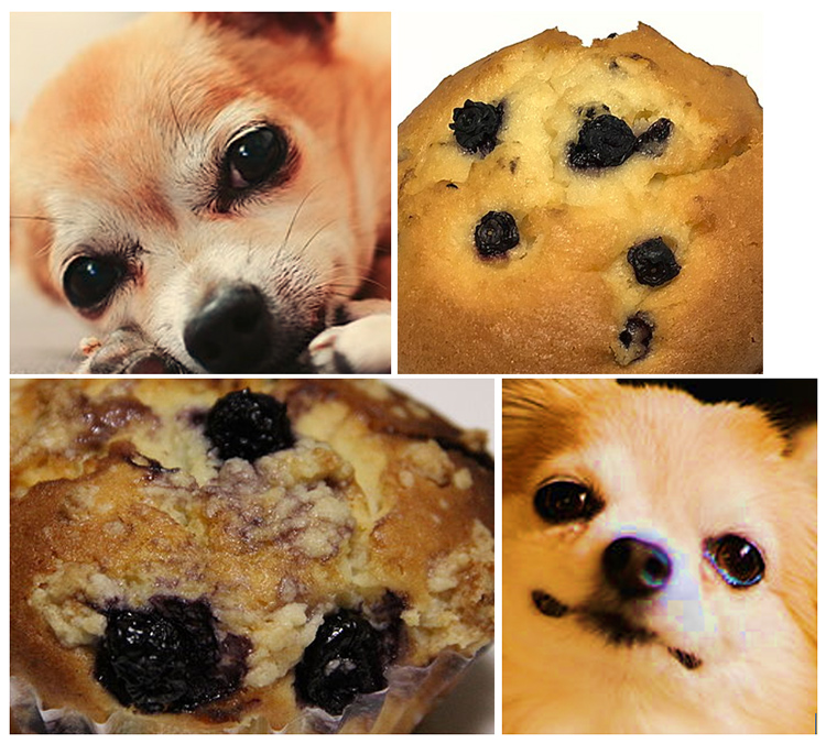 Four photos, two are dogs and the other two are muffins