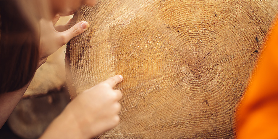 Children counting rings on a log