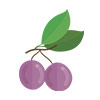 grapes icon