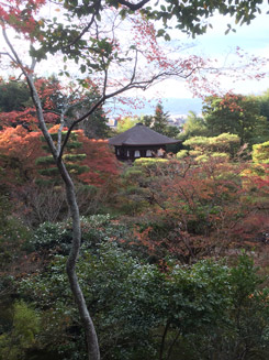 lynne japan red leaves image