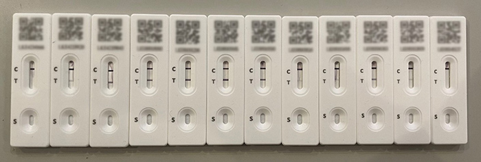 Twelve COVID lateral flow tests lined up in the order they were taken by day. The first and last tests are negative and the rest are positive