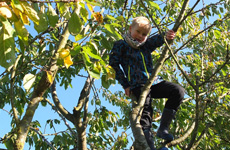 A child climbing up a tree