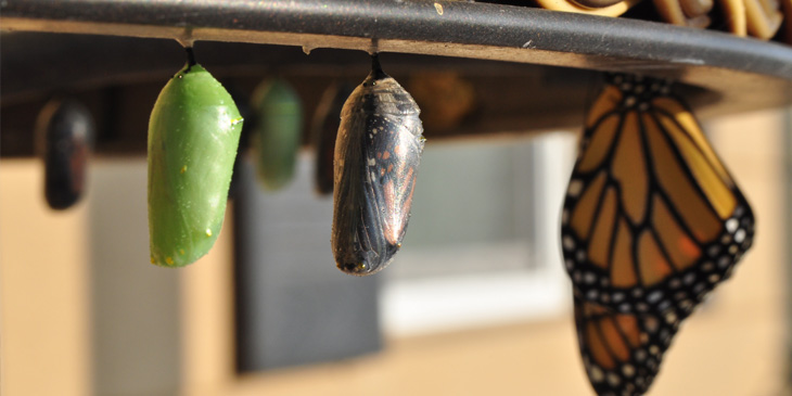 Different stages of a Butterfly shown next to each other in order